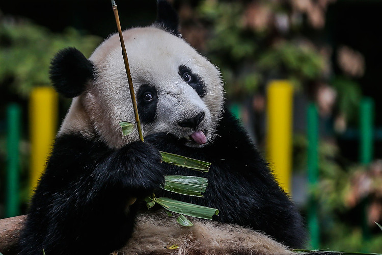 Picture 1 of Giant pandas may originate from Europe