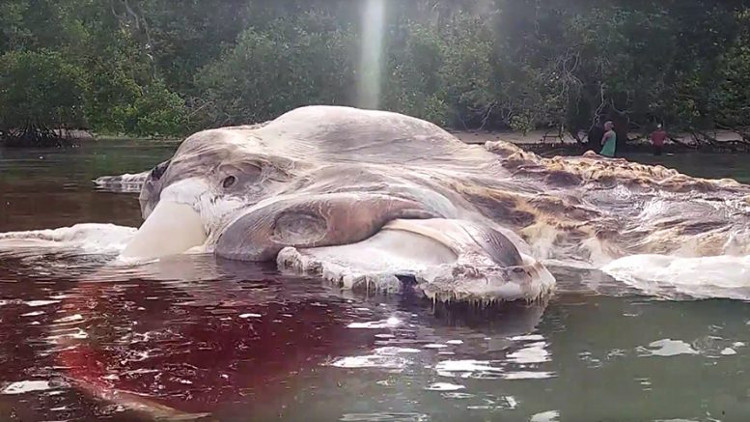Picture 1 of Giant panic monster in Indonesia