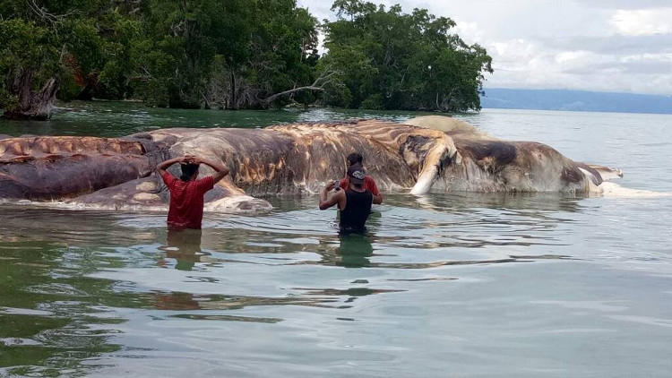 Picture 2 of Giant panic monster in Indonesia