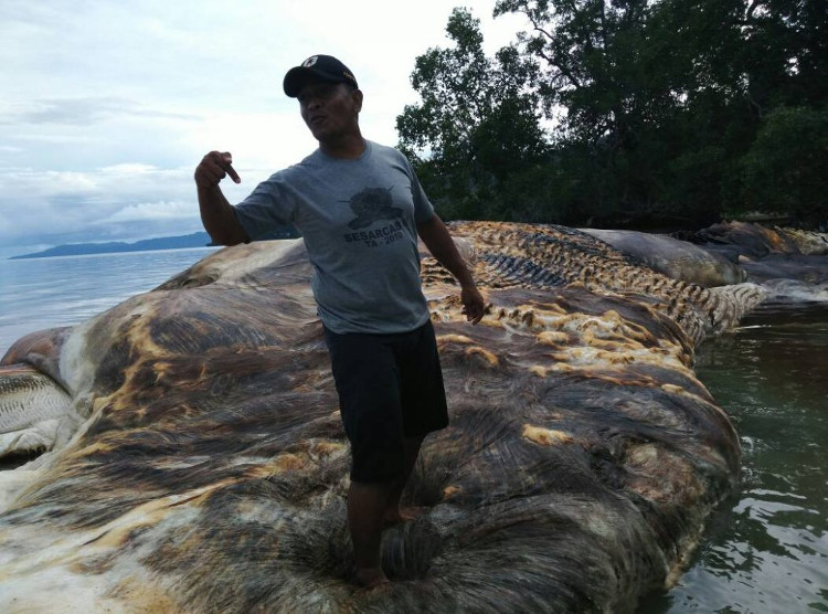 Picture 3 of Giant panic monster in Indonesia