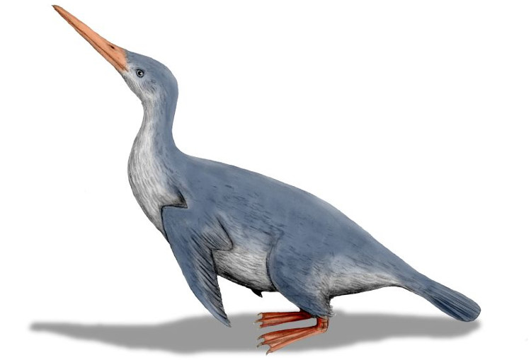 Picture 1 of Giant penguins may have lived at the same time as dinosaurs