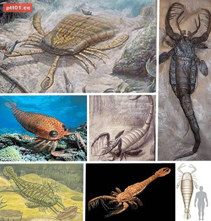 Picture 10 of Giant prehistoric beasts