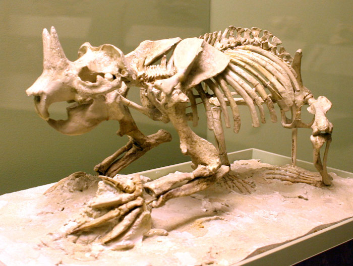 Picture 8 of Giant prehistoric beasts