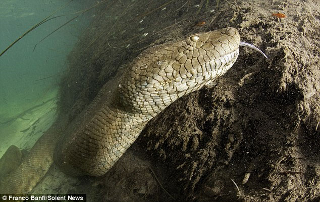 Picture 3 of Giant python armor 8m long