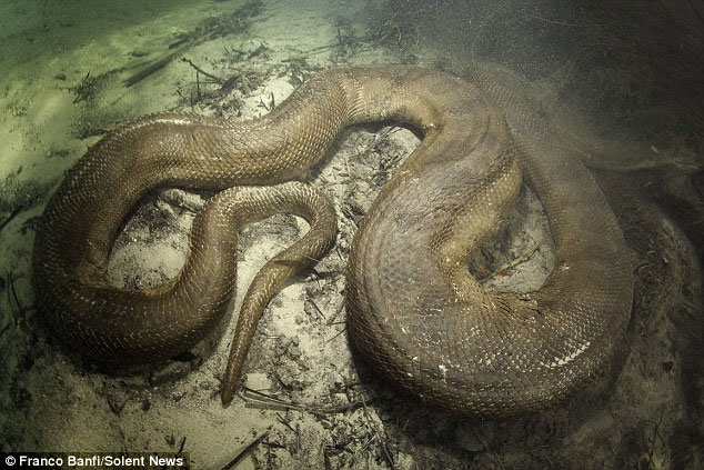 Picture 4 of Giant python armor 8m long