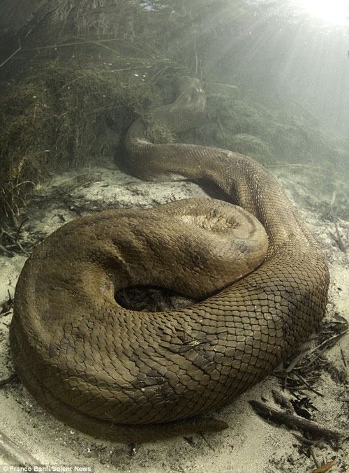 Picture 6 of Giant python armor 8m long
