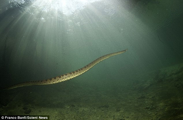Picture 7 of Giant python armor 8m long