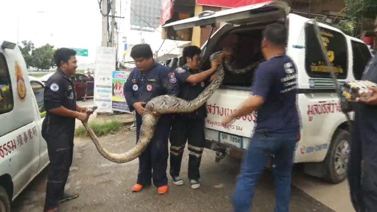 Picture 2 of Giant python 'car sickness', emitting an unexpectedly large animal