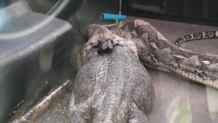 Picture 3 of Giant python 'car sickness', emitting an unexpectedly large animal
