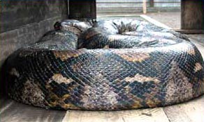 Picture 1 of Giant python