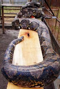 Picture 2 of Giant python