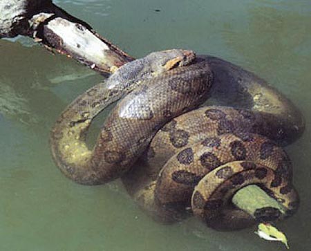 Picture 6 of Giant pythons of South America can swallow crocodiles
