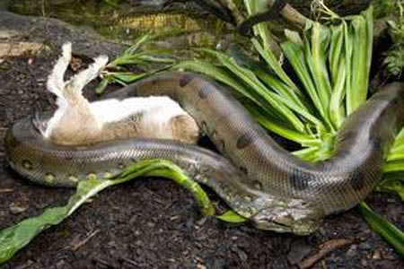Picture 7 of Giant pythons of South America can swallow crocodiles