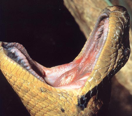 Giant pythons of South America can swallow crocodiles