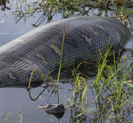 Picture 9 of Giant pythons of South America can swallow crocodiles