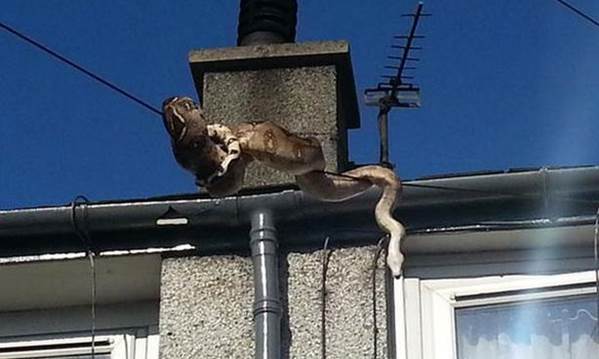 Picture 1 of Giant pythons swing the power cord away from the aquarium