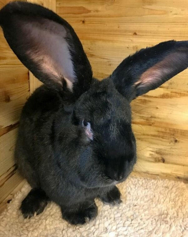 Picture 1 of Giant rabbits died on United Airlines aircraft may be due to stress