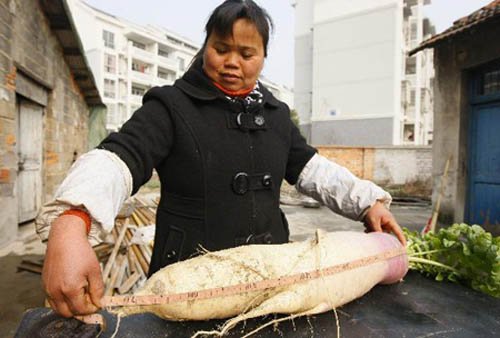 Picture 1 of Giant radish in China