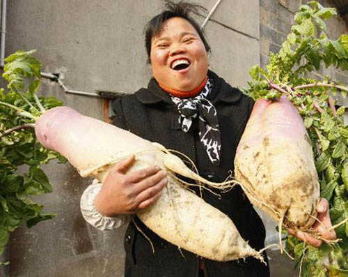 Picture 2 of Giant radish in China