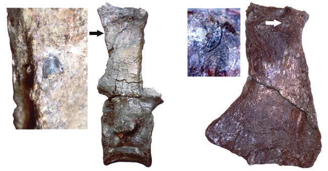 Picture 2 of Giant reptiles used to be the food of ancient sharks