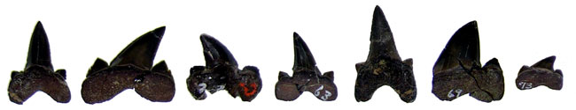 Picture 3 of Giant reptiles used to be the food of ancient sharks