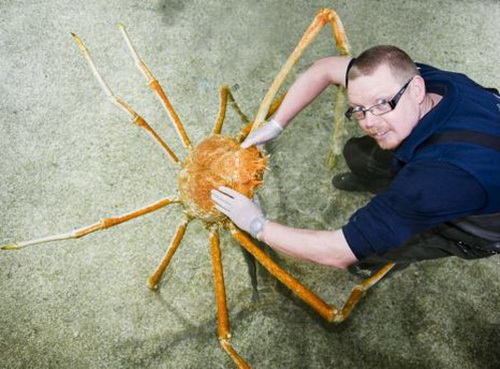 Picture 3 of Giant sea crab long by car