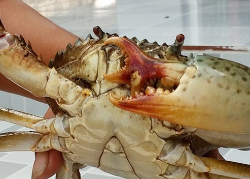 Picture 10 of Giant sea crabs with fishermen nets