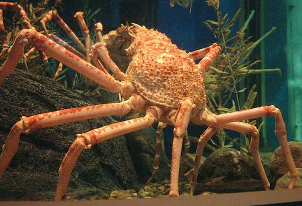 Picture 8 of Giant sea crabs with fishermen nets
