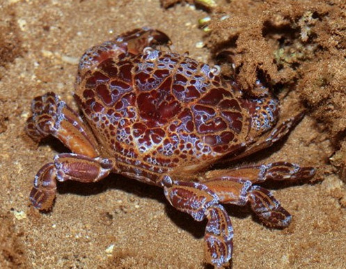Picture 9 of Giant sea crabs with fishermen nets