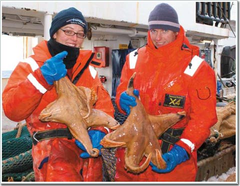 Picture 1 of Giant sea creatures in Antarctica
