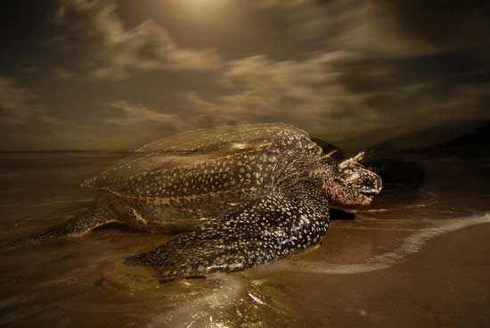 Picture 1 of Giant snakehead sea turtle