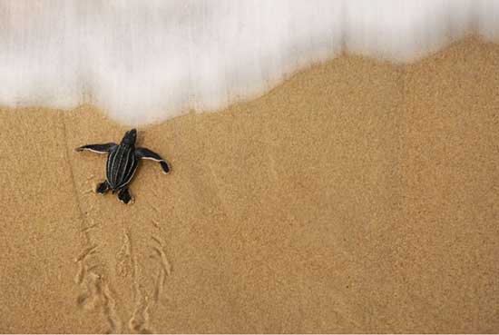 Picture 11 of Giant snakehead sea turtle