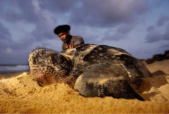 Picture 2 of Giant snakehead sea turtle