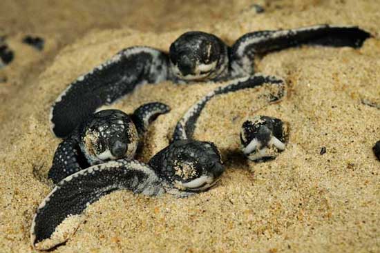 Picture 4 of Giant snakehead sea turtle