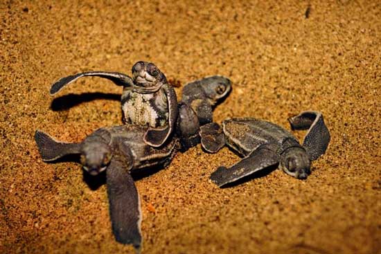 Picture 6 of Giant snakehead sea turtle