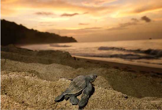 Picture 8 of Giant snakehead sea turtle