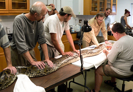 Picture 1 of Giant snakes quietly 'invaded' America