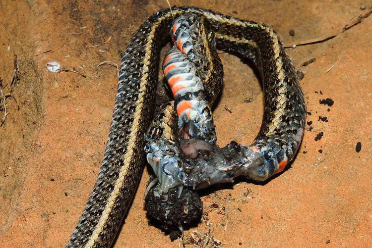 Picture 3 of Giant spider discharge snake meat - the science scene has never been seen before