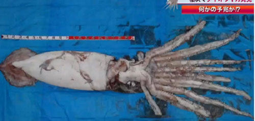 Picture 1 of Giant squid appeared again, Japanese people feared