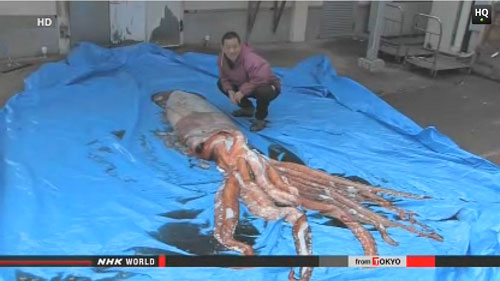 Picture 2 of Giant squid appeared again, Japanese people feared