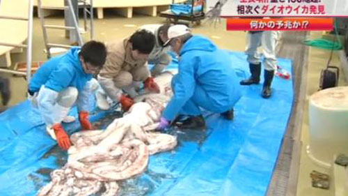 Picture 1 of Giant squid in Japan
