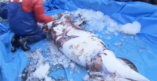 Picture 1 of Giant squid is back in Japan