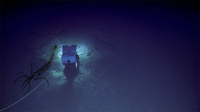 Picture 1 of Giant squid lurking remote control media