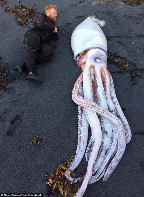 Picture 1 of Giant squid monsters 4.2 m long drifted from the coast of New Zealand