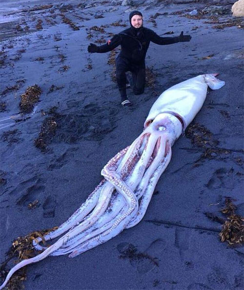 Picture 2 of Giant squid monsters 4.2 m long drifted from the coast of New Zealand