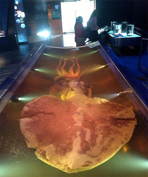 Picture 3 of Giant squid monsters 4.2 m long drifted from the coast of New Zealand