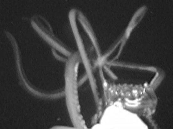 Picture 10 of Giant squid - the mysterious 150 years to have the solution