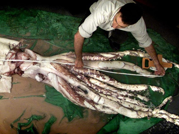 Giant squid - the mysterious 150 years to have the solution