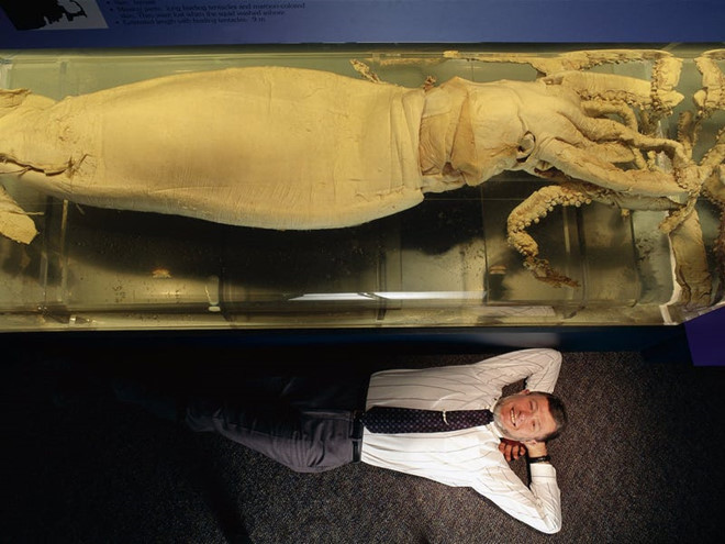 Picture 12 of Giant squid - the mysterious 150 years to have the solution