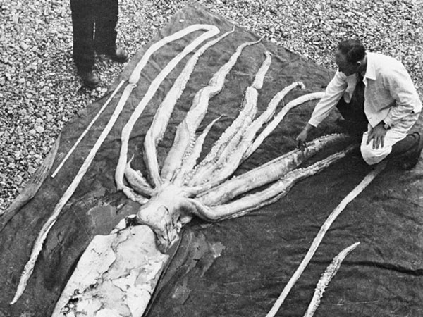 Picture 5 of Giant squid - the mysterious 150 years to have the solution
